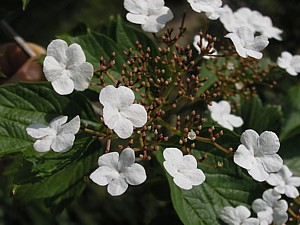 -kliknij, by powiekszy�-