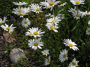 -kliknij, by powiekszy�-