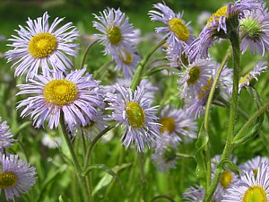 -kliknij, by powiekszy�-