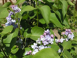 -kliknij, by powiekszy�-