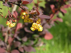 -kliknij, by powiekszy�-