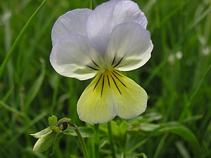 -kliknij, by powiekszy�-