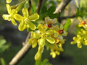 -kliknij, by powiekszy�-