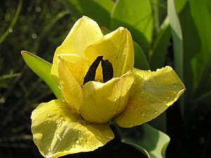 -kliknij, by powiekszy�-