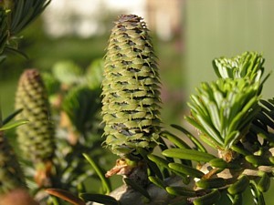 -kliknij, by powiekszy�-