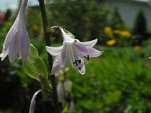 -kliknij, by powiekszy�-