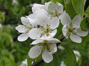 -kliknij, by powiekszy�-