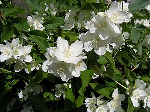 -kliknij, by powiekszy�-