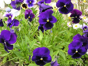 -kliknij, by powiekszy�-