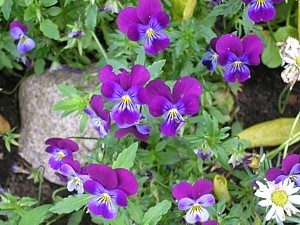 -kliknij, by powiekszy�-