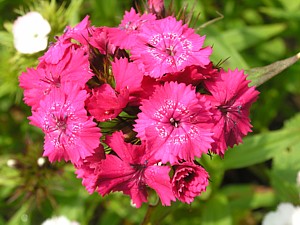 -kliknij, by powiekszy�-