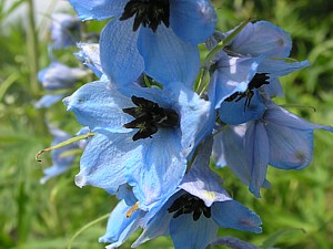 -kliknij, by powiekszy�-