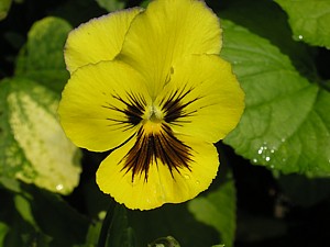 -kliknij, by powiekszy�-