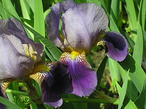 -kliknij, by powiekszy�-