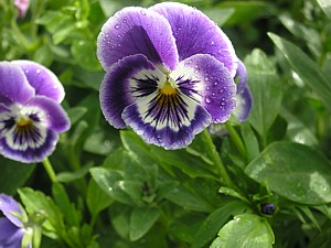 -kliknij, by powiekszy�-