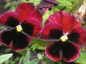 -kliknij, by powiekszy�-