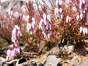 -kliknij, by powiekszy�-