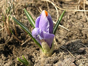 -kliknij, by powiekszy�-