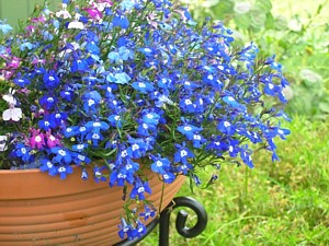 -kliknij, by powiekszy�-