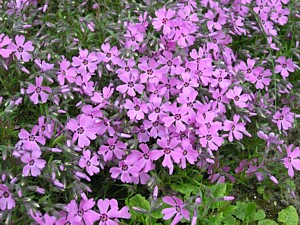 -kliknij, by powiekszy�-