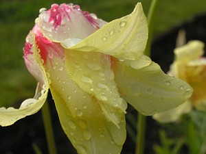 -kliknij, by powiekszy�-