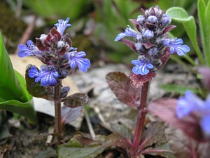 -kliknij, by powiekszy�-