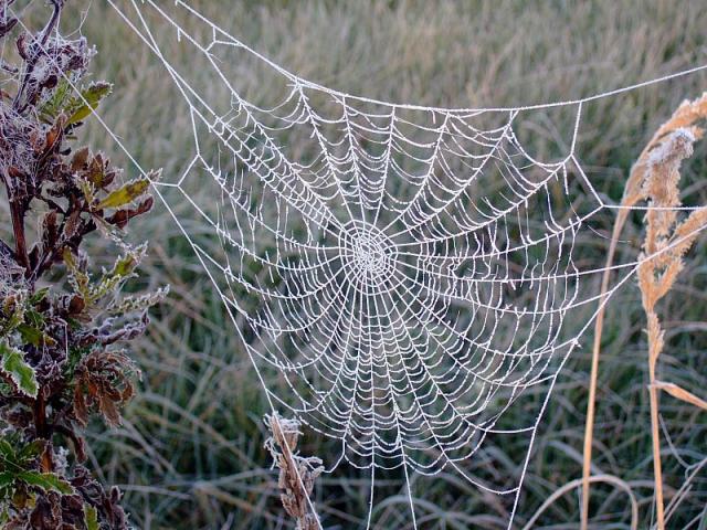 2008_1005Kampinos0067