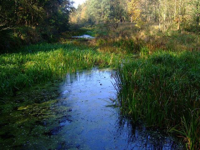 2008_1005Kampinos0112