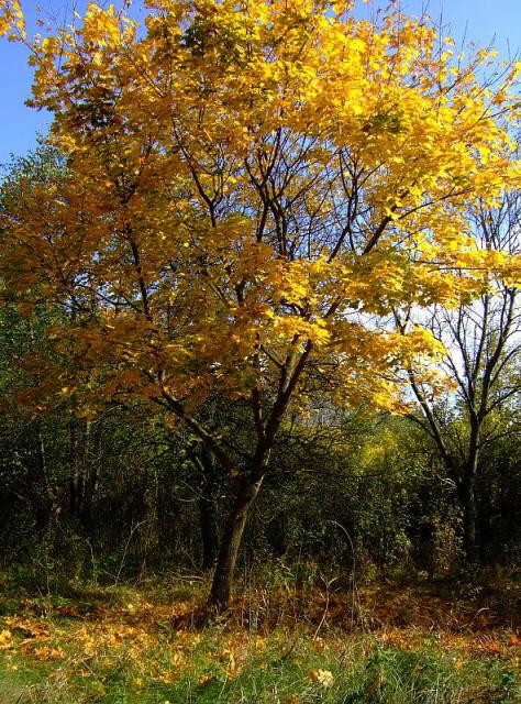 2008_1005Kampinos0139