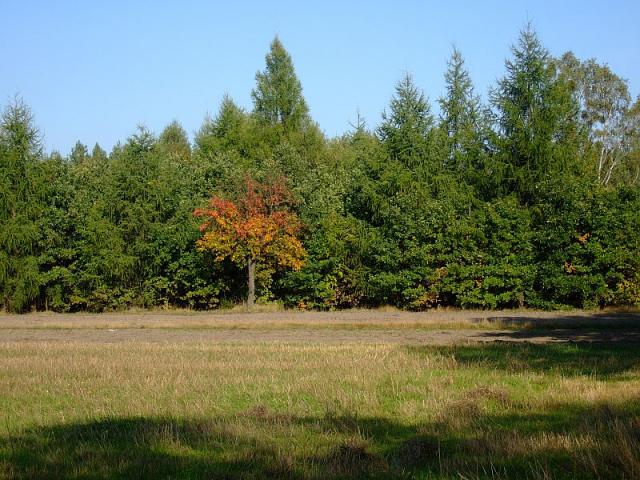 2008_1005Kampinos0157