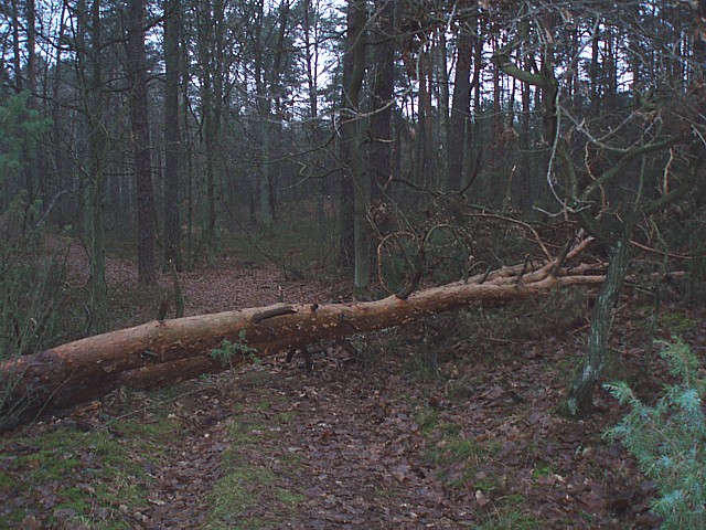 2008_1213mpusz008.jpg