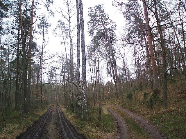 2008_1213mpusz029.jpg