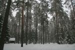 2009_0225Puszcza0353.JPG