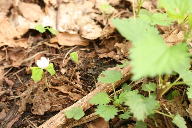 2013_0505Kampinos003.jpg