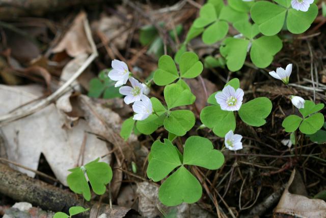 2013_0505Kampinos005.jpg