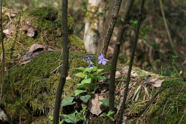 2013_0505Kampinos021.jpg