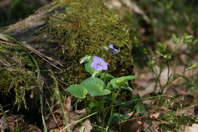 2013_0505Kampinos022.jpg