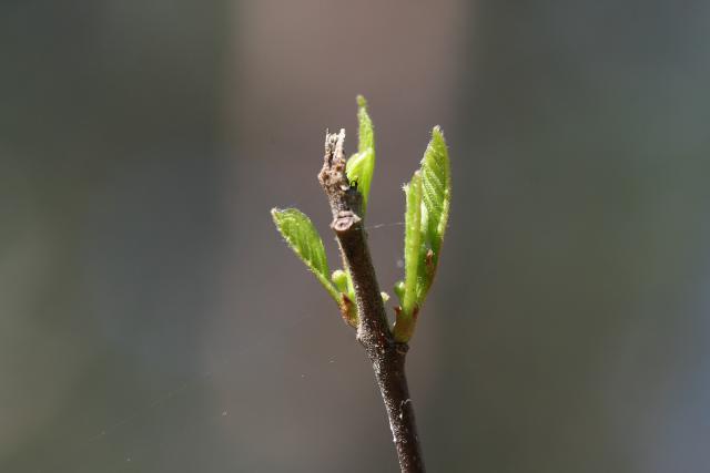 2013_0505Kampinos027.jpg