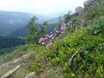 Bieszczady, czerwiec 2013