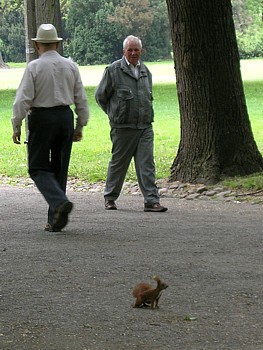 kliknij, aby powikszy